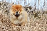 CHOW CHOW 291